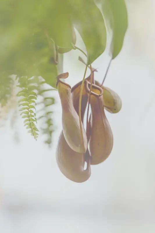 今天看到一则特别暖心的新闻，一名男子发现有小鸟被猪笼草困住，当机立断出手相救。猪