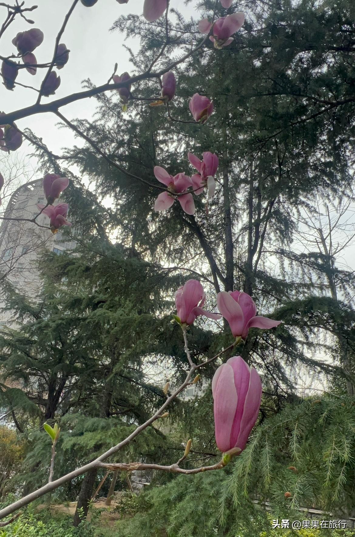 油价这么贵，喜欢旅行的朋友们，你们还打算出去自驾游吗？春暖花开的季节，到处都是花