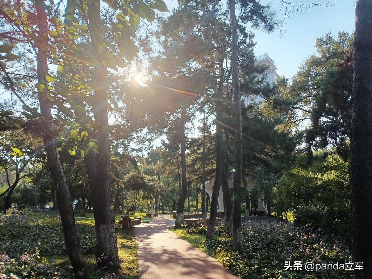 玉米炸弹
去年，我没咋吃玉米，总觉得转基因的多，今年也不知道咋的了，很想吃玉米。