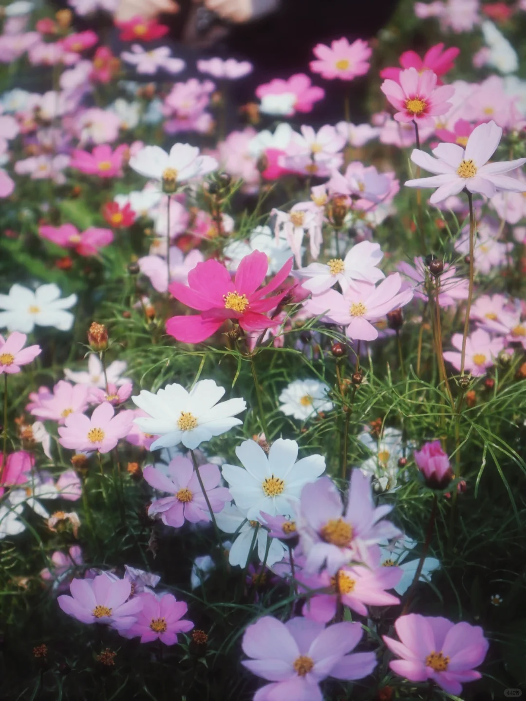 到底是冬天还是春天啊，绵阳还可以看花海🌸