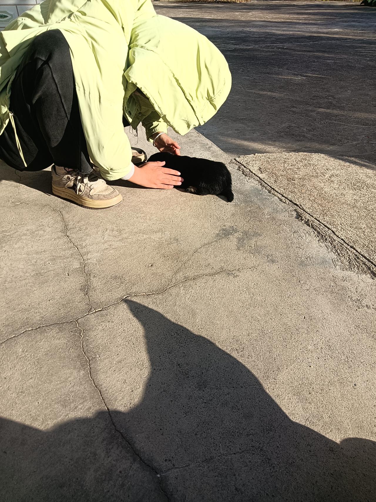 毛茸茸的小家伙，以后要一起拆家、一起晒太阳呀！以后还可以帮我们看家了呀！