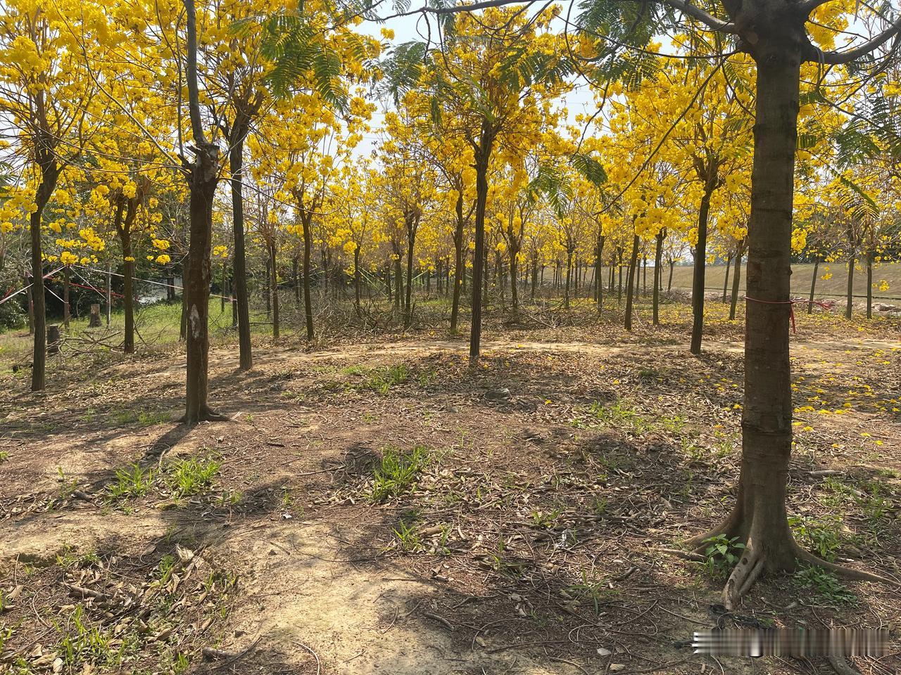 花都区赤坭镇九曲弯曲的绿道，缓缓的水流，河畔边上的大片风铃花、木棉花、紫荆花正在