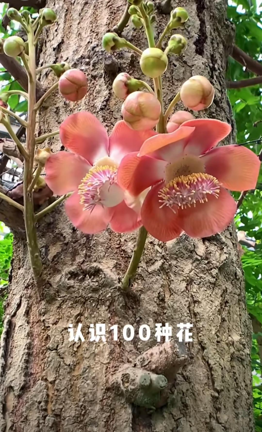 认识100种花（上）（1一50）