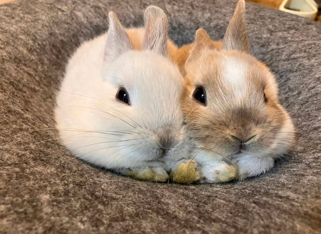 任/时/完×朴/志/训一个兔子窝抱出来的兔子🐰 ​​​