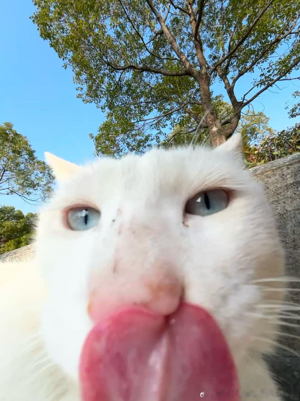 49464【丑猫】吃小零食 