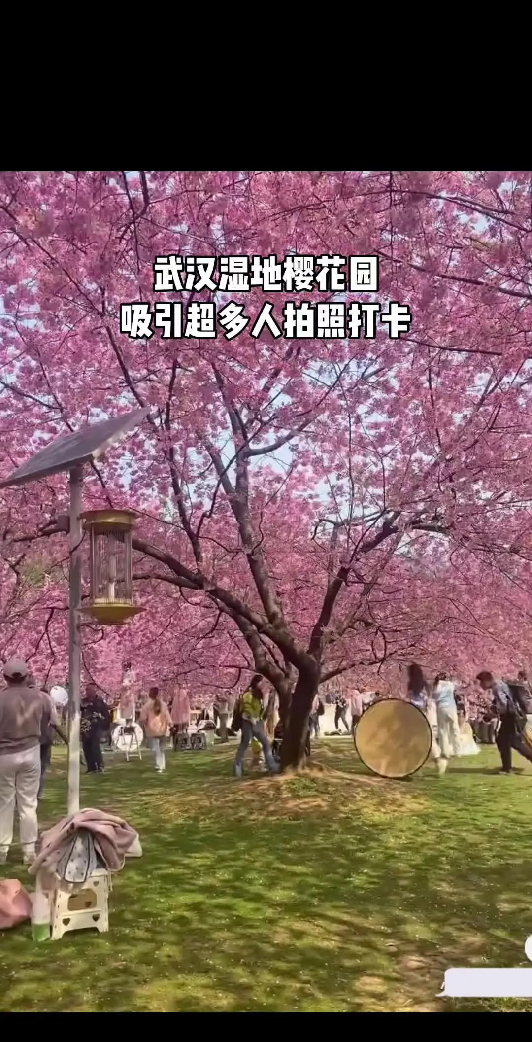 武汉湿地樱花园 ，也太好看了～