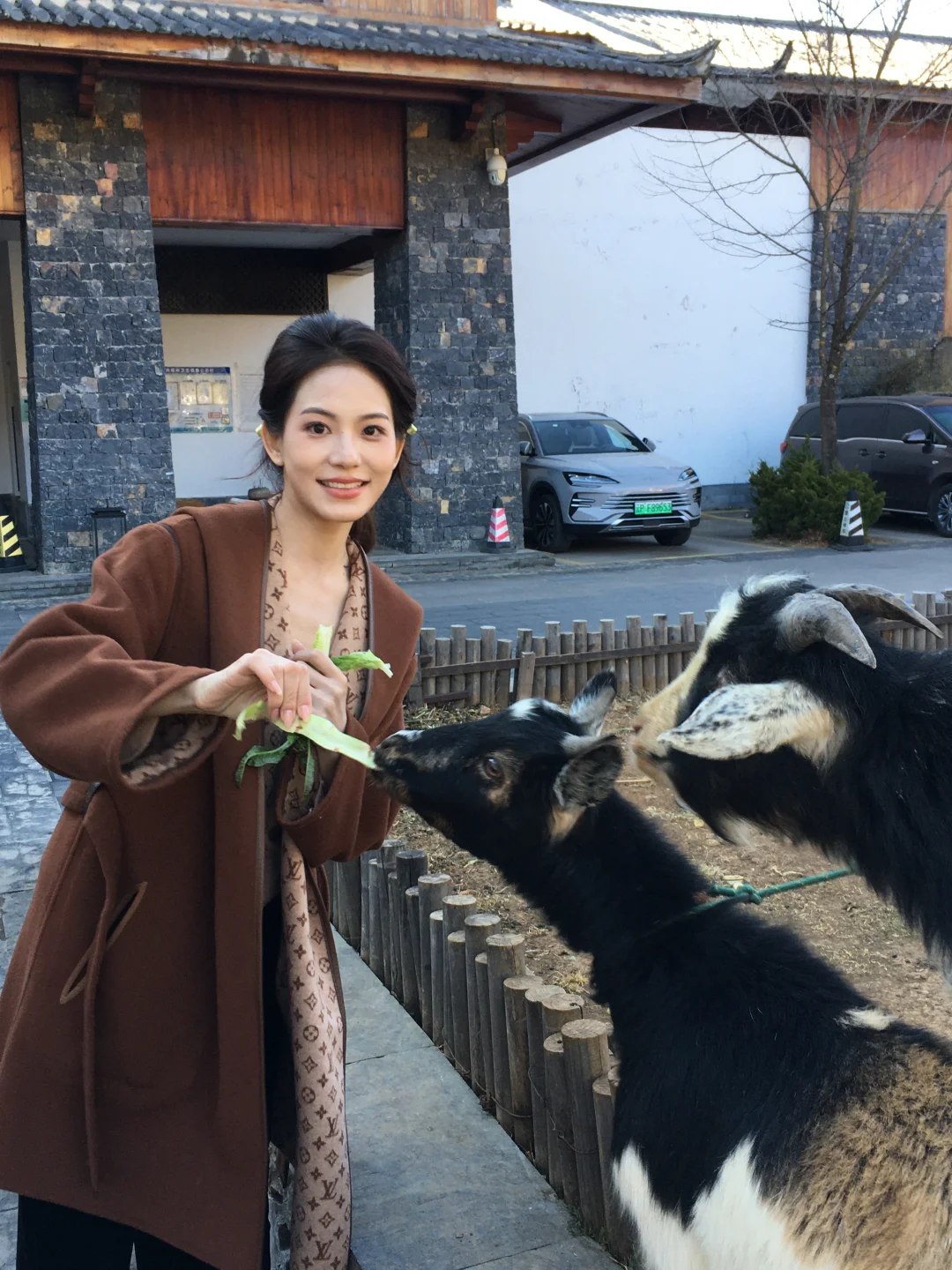喂羊咯🐑