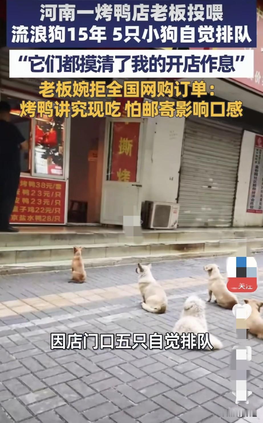 近日，河南洛阳一烤鸭店门前因5只排队等待投喂的小狗火了。
原来这家烤鸭店的老板赵