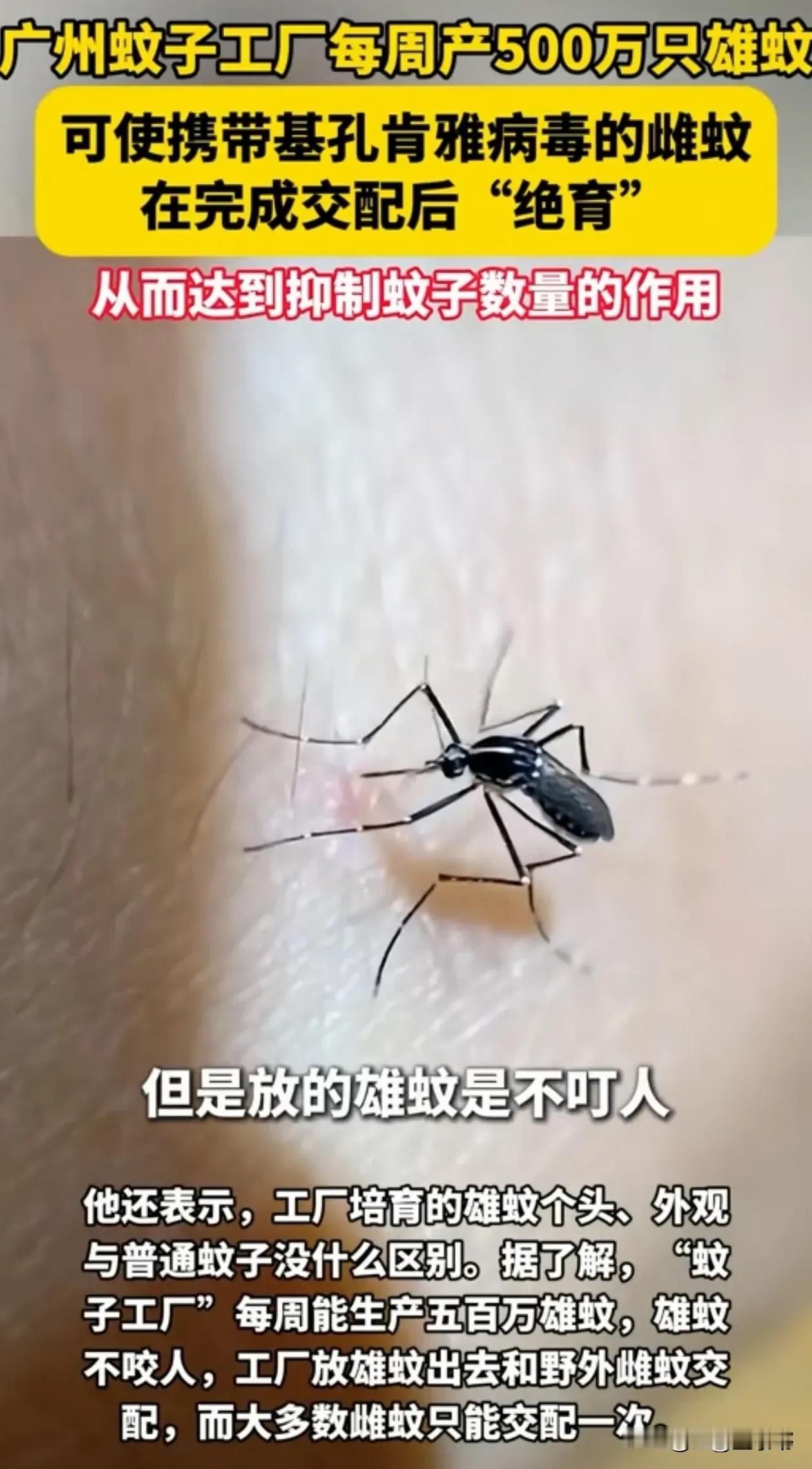 "简直反常识！"广东这家工厂流水线轰鸣，每周500万只蚊子被批量生产，专往城里送