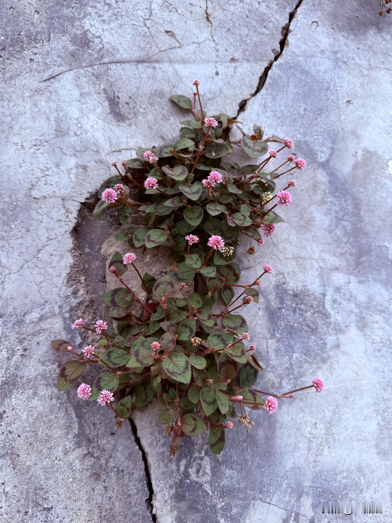 谁知道这种是什么野花呢？村里，墙壁上经常看见。