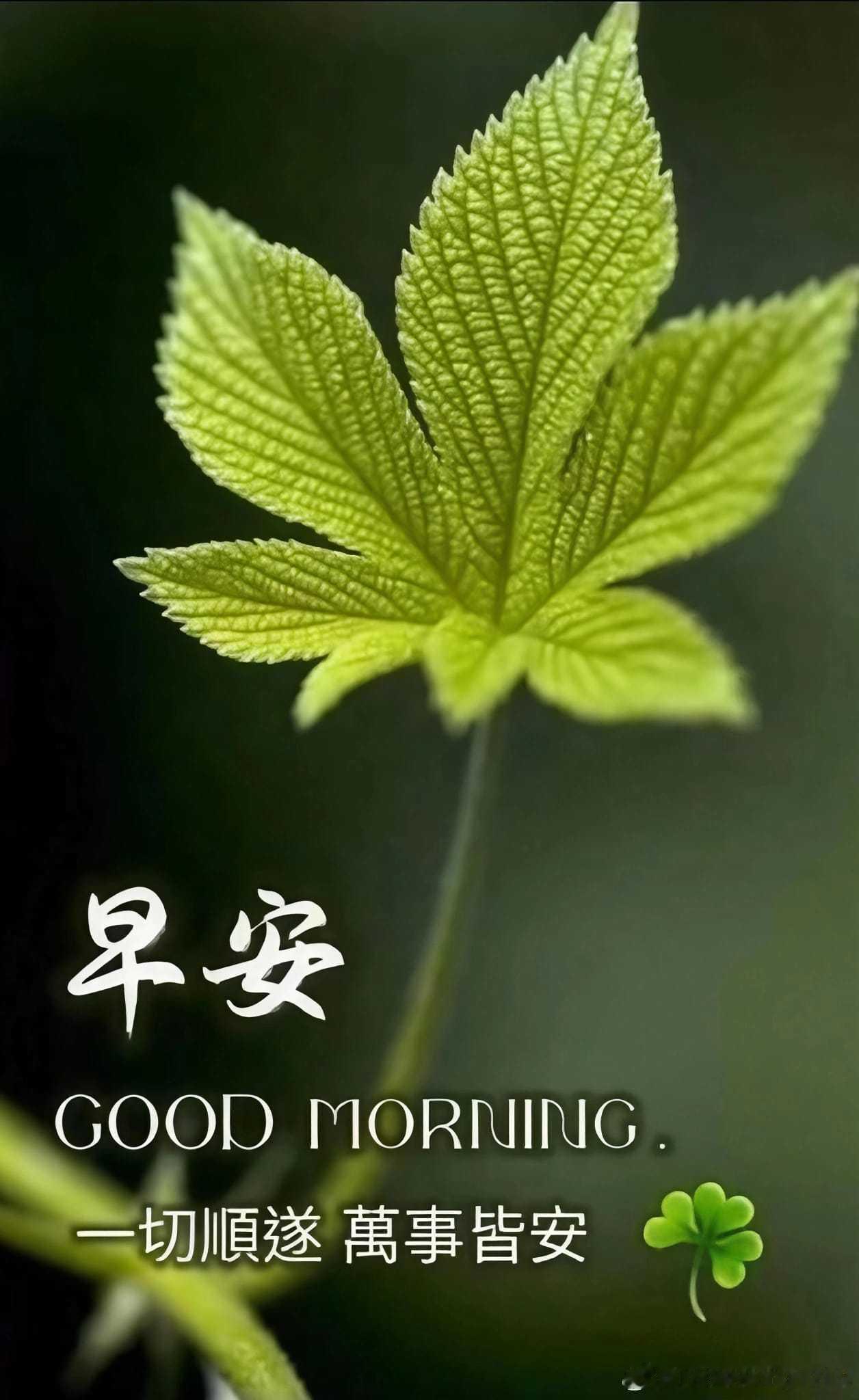 Good morning 