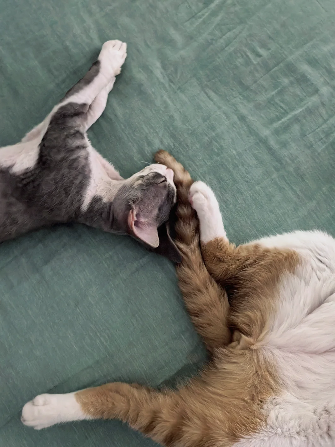 买了自动猫砂盆 没有一只猫敢用怎么办