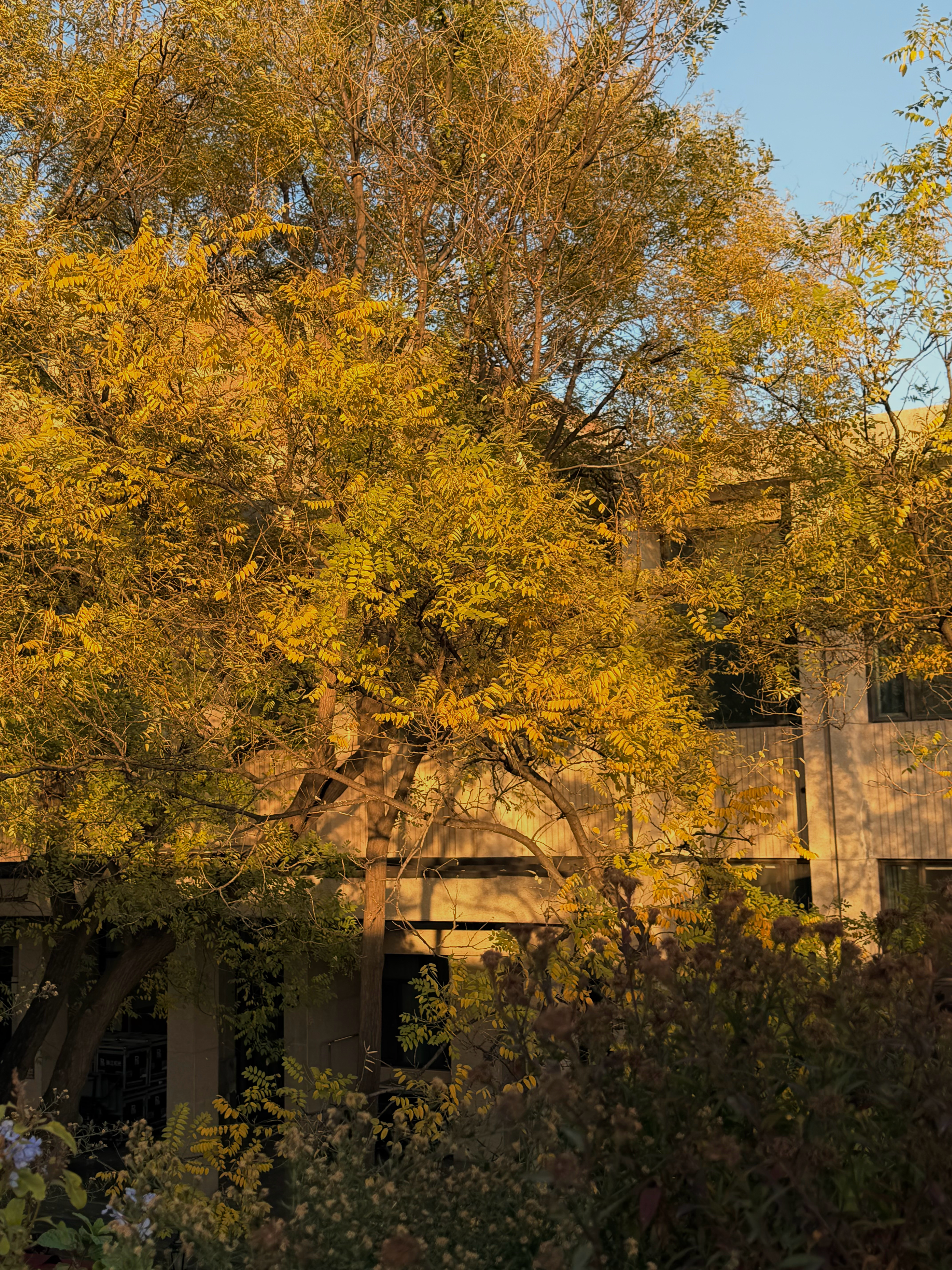橙色就是秋天的代表色🦊今年北京冷的很快，但秋天感觉好长。每个周末出门都是金灿灿
