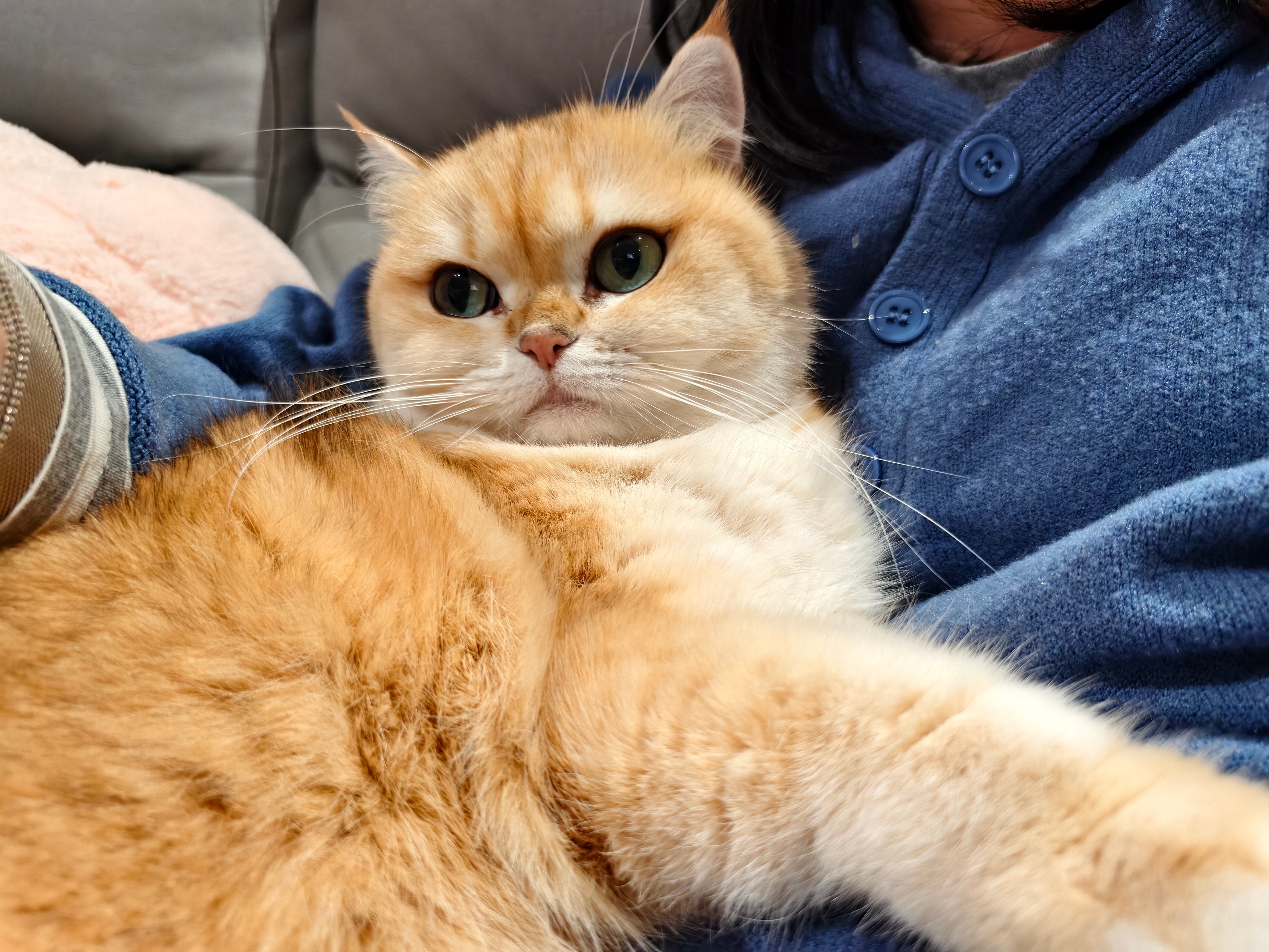 下班了就是得吸小猫呀！！！