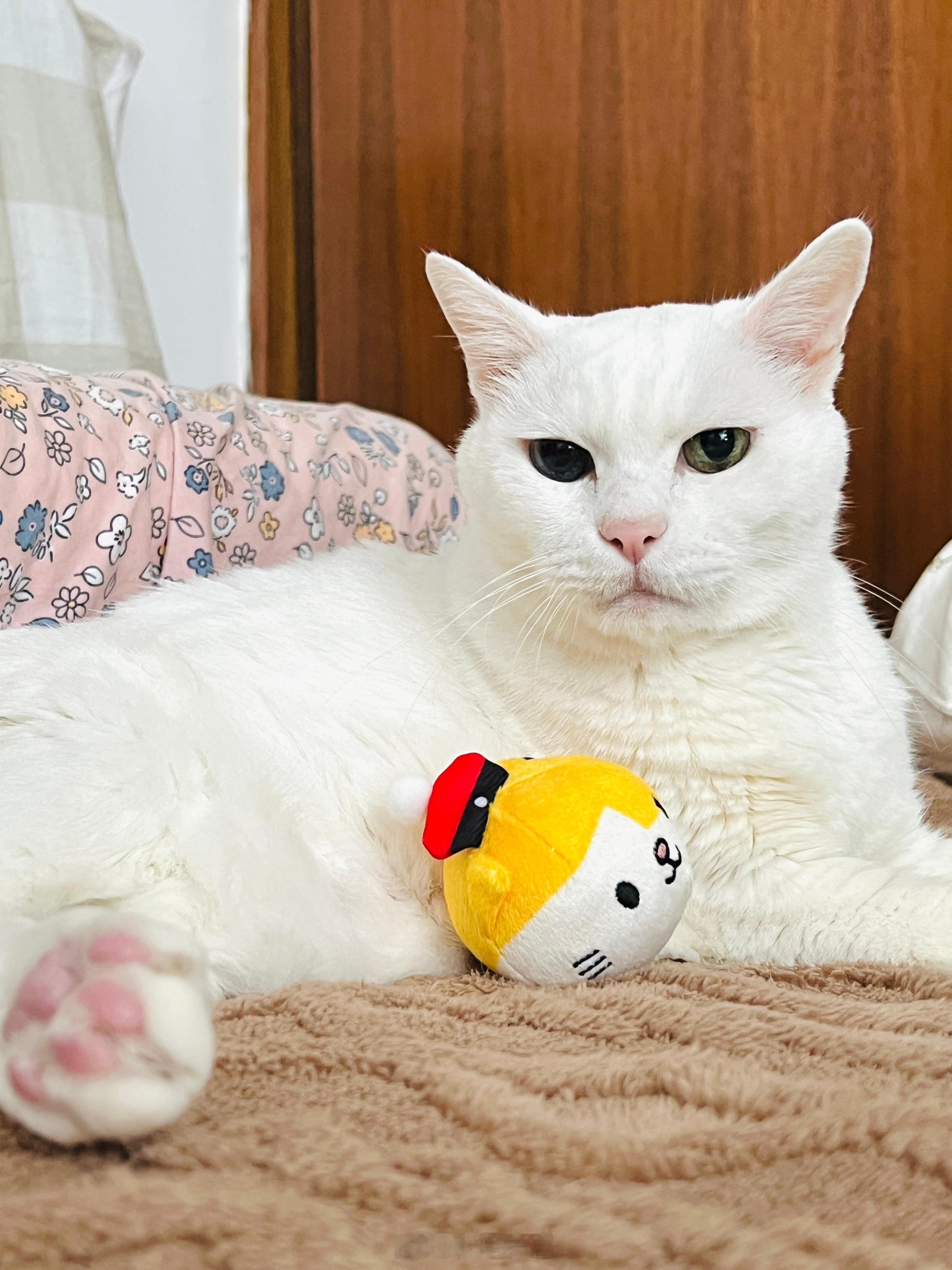 老寶16歲最後一天～即將17歲🎂 