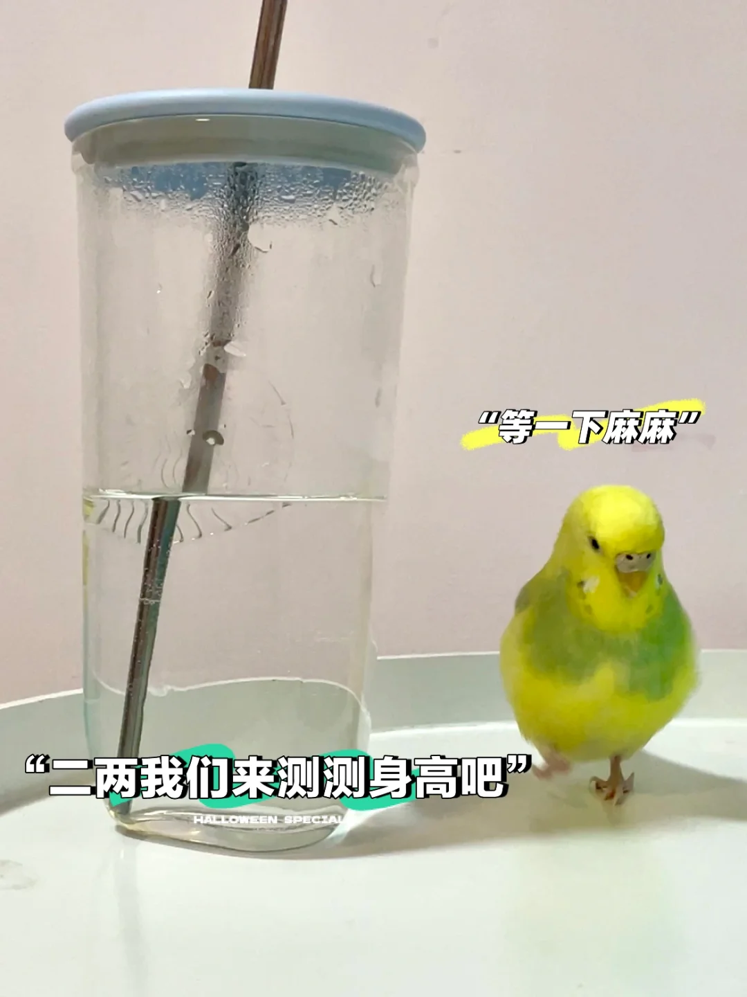 鹦鹉的身高是个谜❓