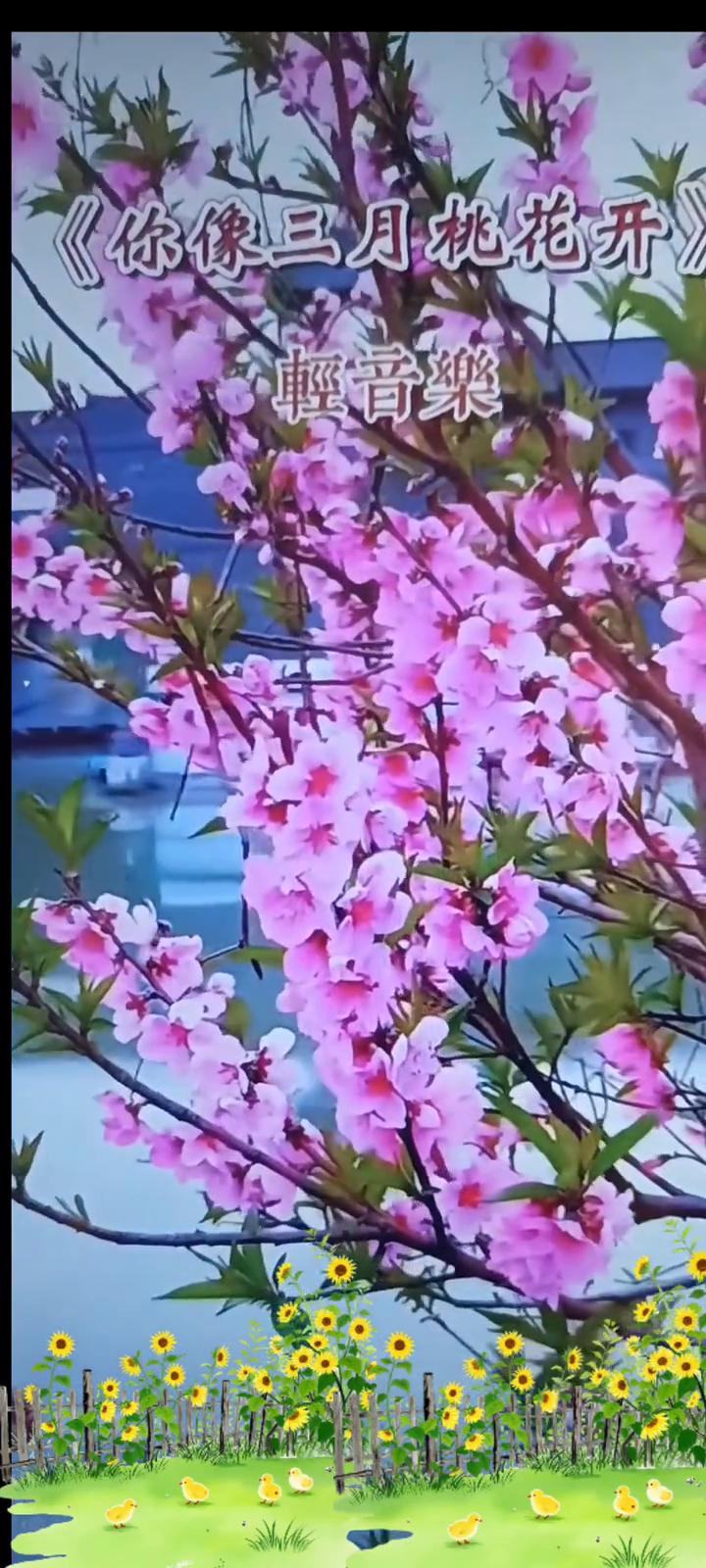 《你像三月桃花开》轻音乐。