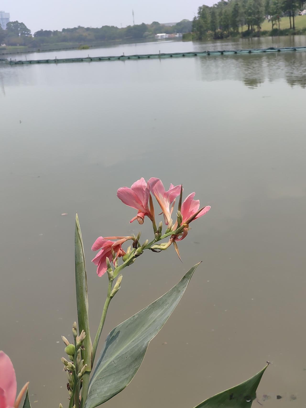 小伙伴谁懂啊！今天随手拍了张花的照片，结果一下子想不起这花叫啥名了。

当时我站