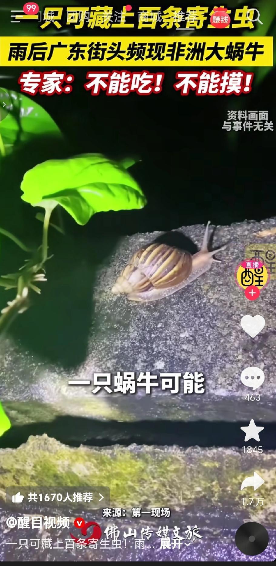 近日多地连续暴雨过后，路边出现了大量非洲蜗牛，提醒大家！非洲大蜗牛是外来入侵物种