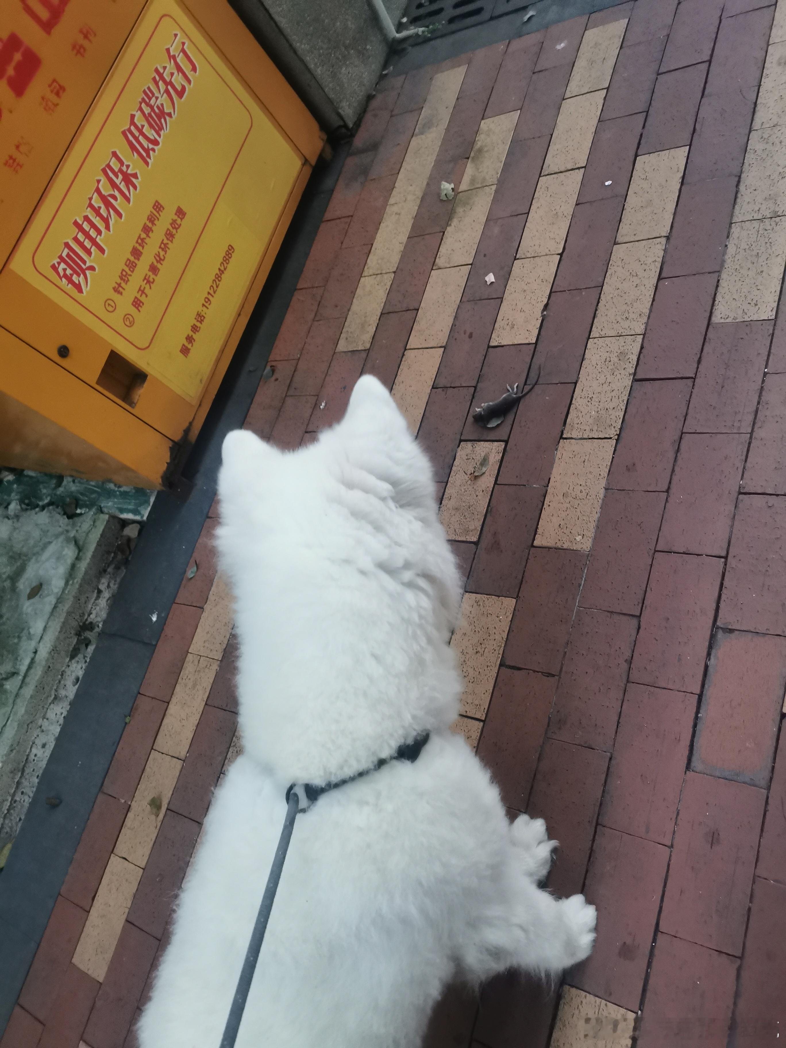 狗拿耗子多管闲事，这已经是狗生十一年咬死的第三只了，老子从门口草坪一路追回小区大