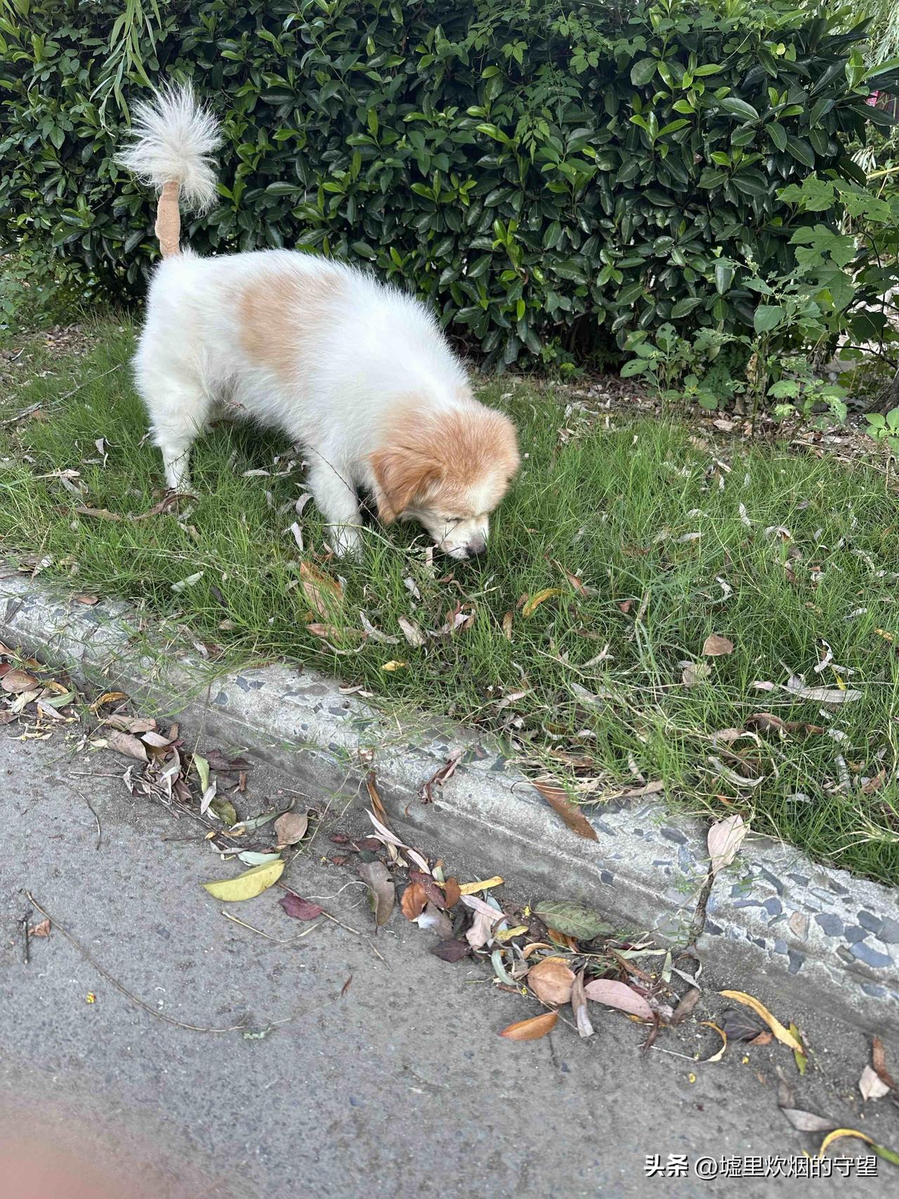 小狗今年十八岁

2025年9月26日，带着我家的毛孩子咕噜去了宠物医院。两年前