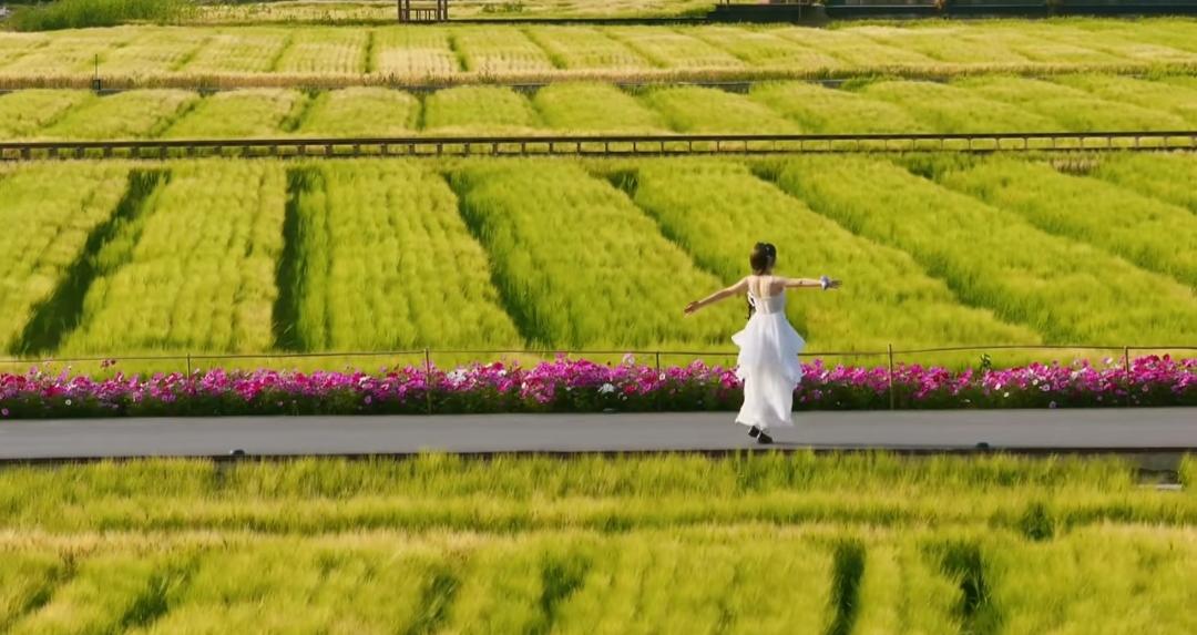 鲜花在侧，麦田在下，在绿色的原野上……