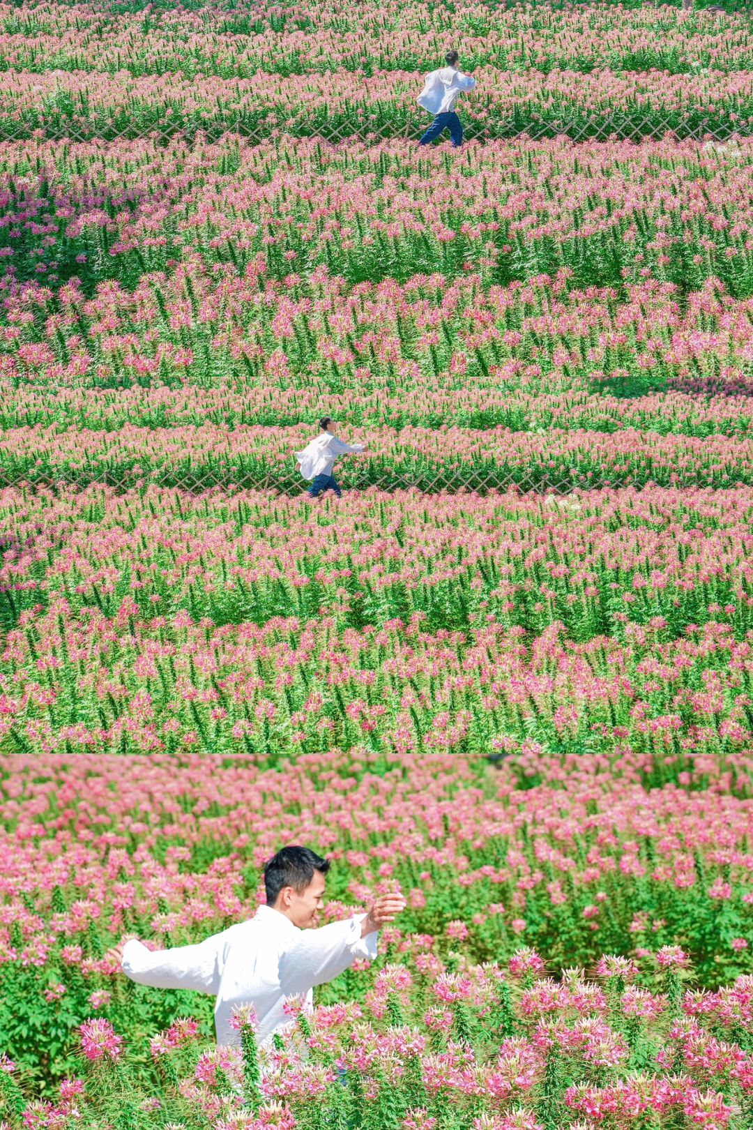 广州拍照📸新晋粉色花海，趁人少知道，赶紧冲