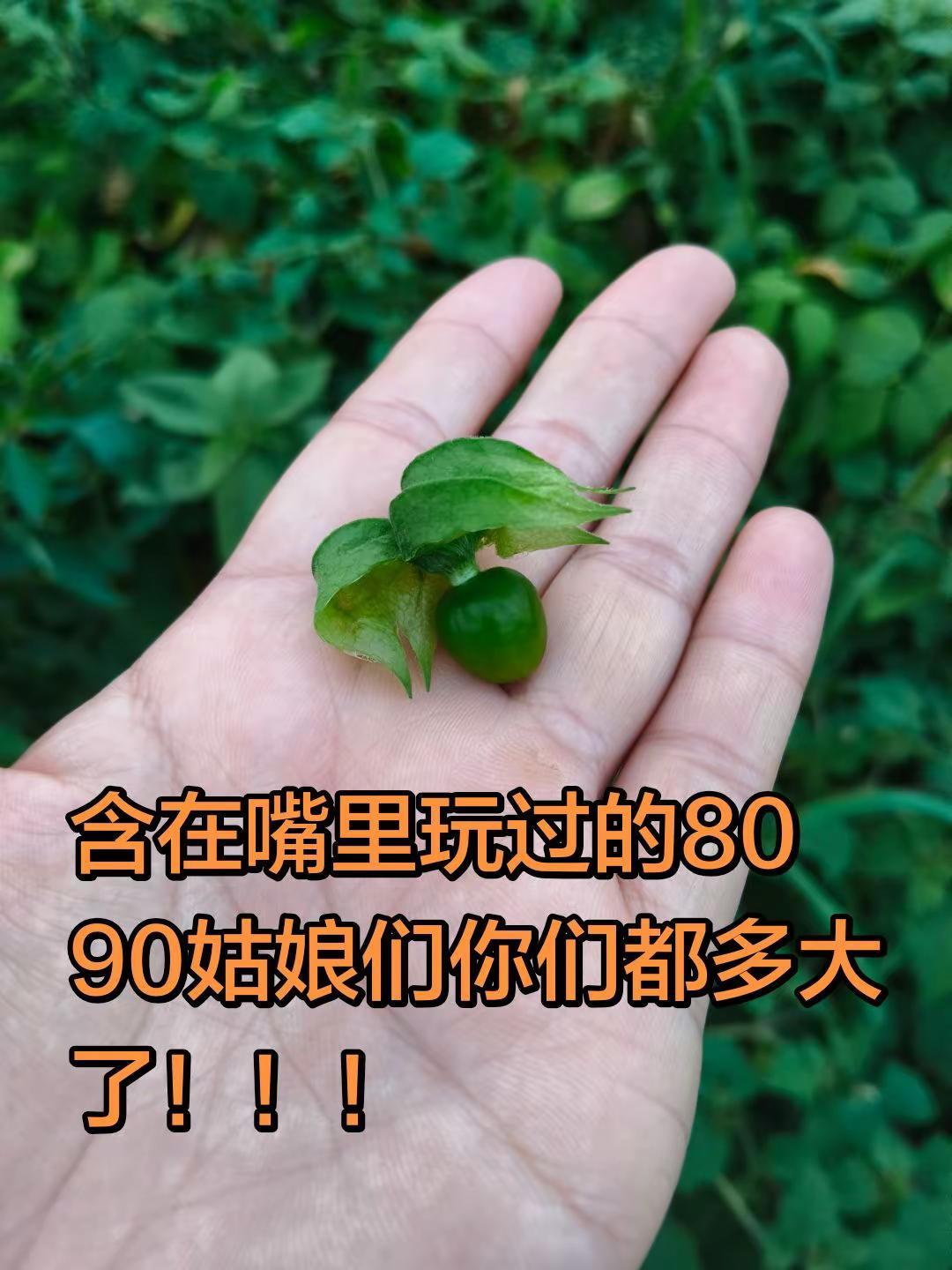 生活碎片记录 自然观察日常