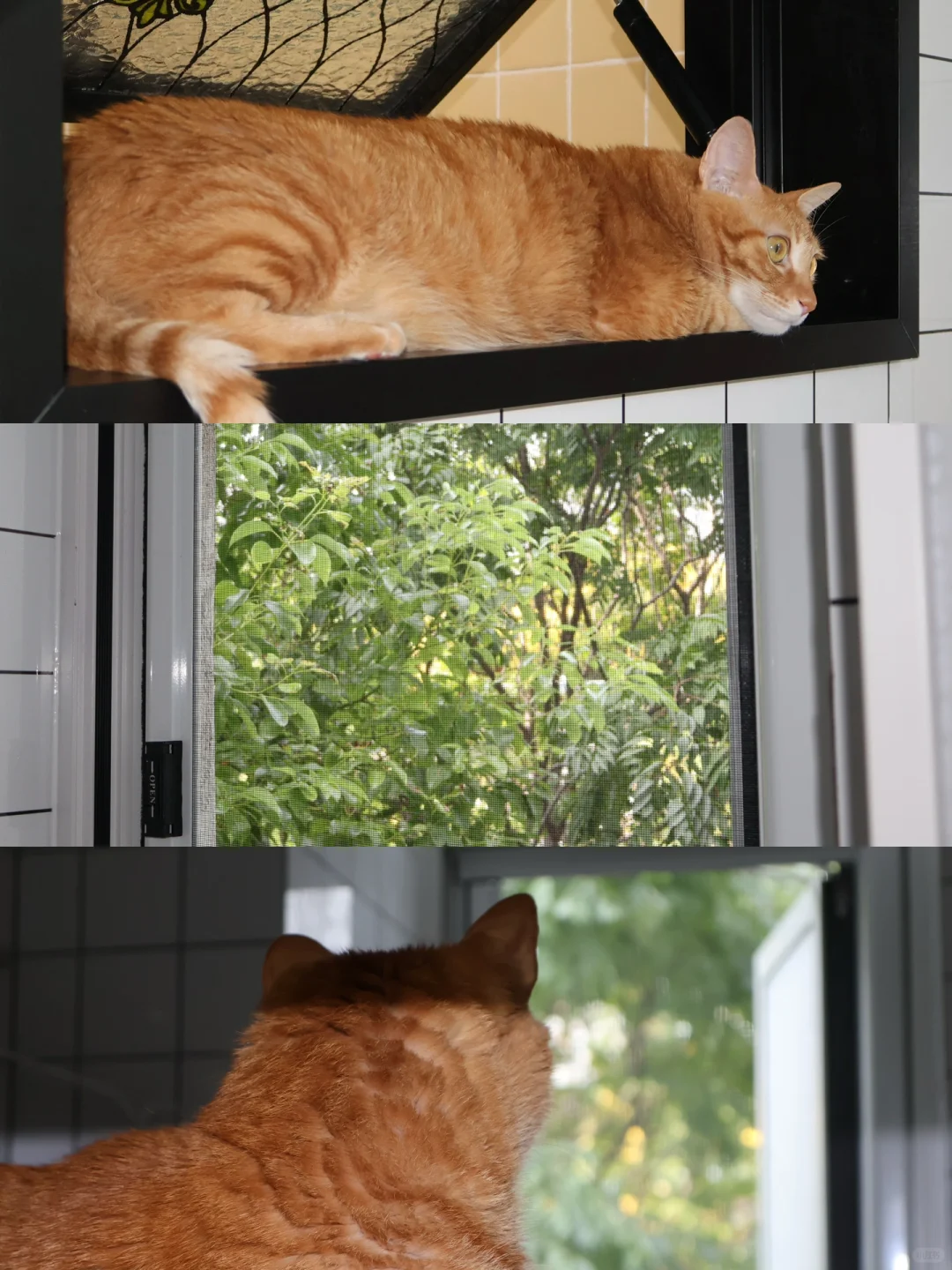 为了方便猫咪偷看洗澡，在卫生间开了扇小窗