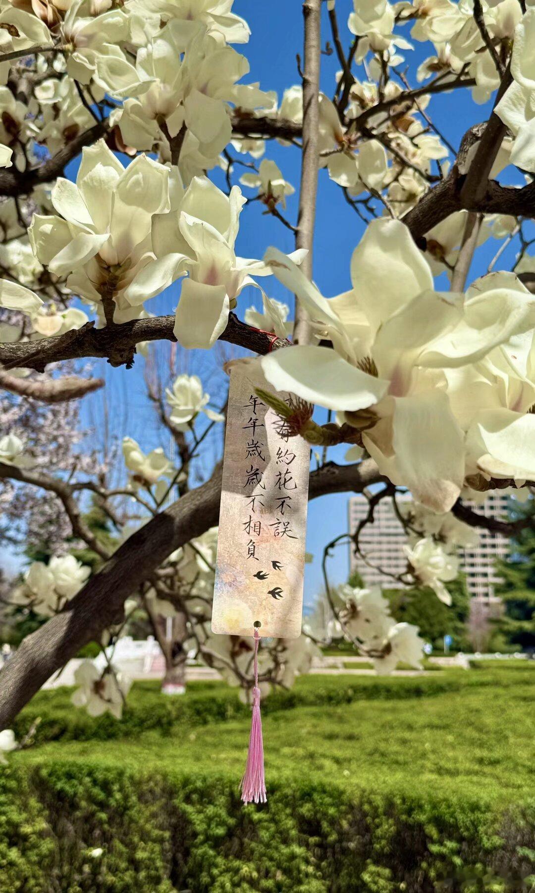 校园随手拍 校园玉兰如雪盛放，许愿牌寄满期许，愿少年在春光中无畏前行✨[浪] |