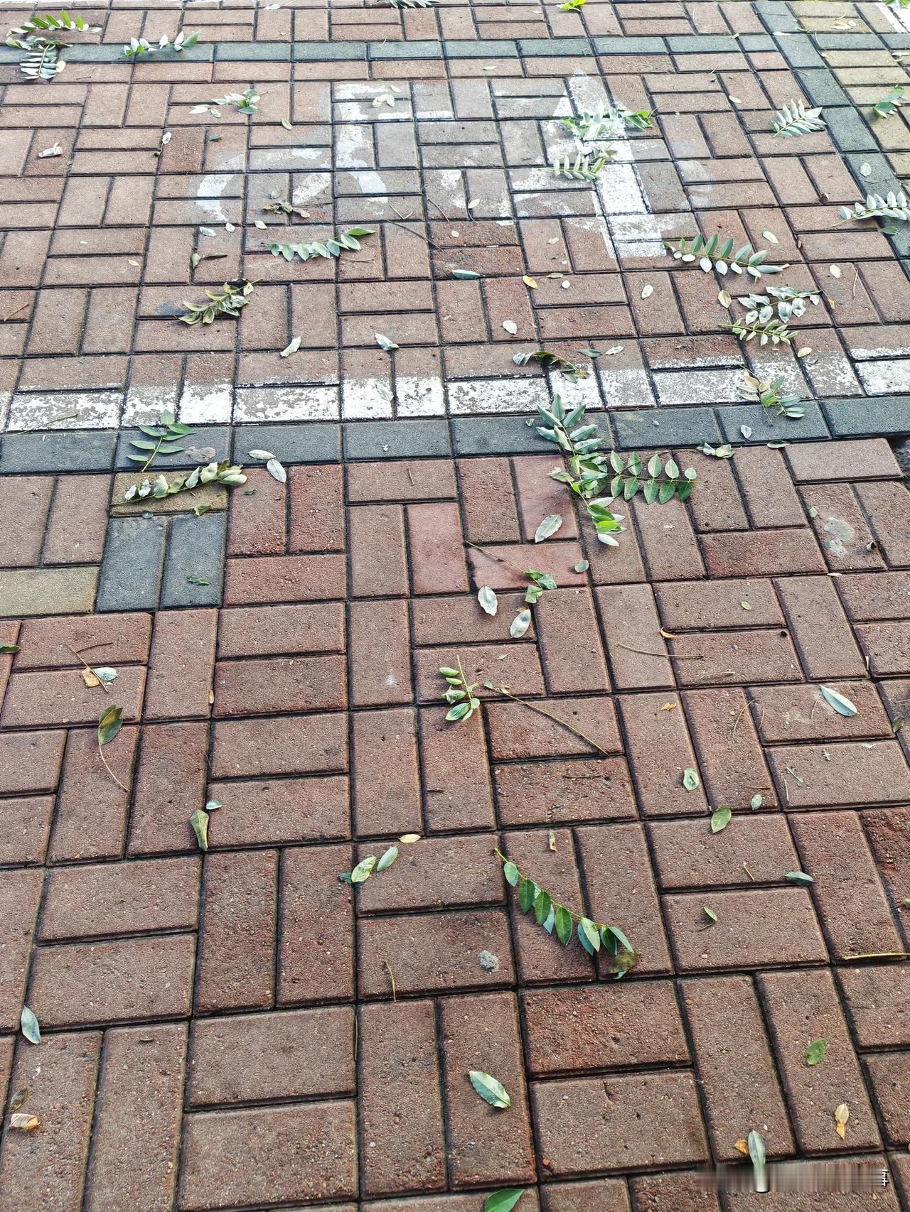 相距不过百米
马路对面的地上全是掉落的树枝
我们小区的地上只有一些树叶

昨晚大
