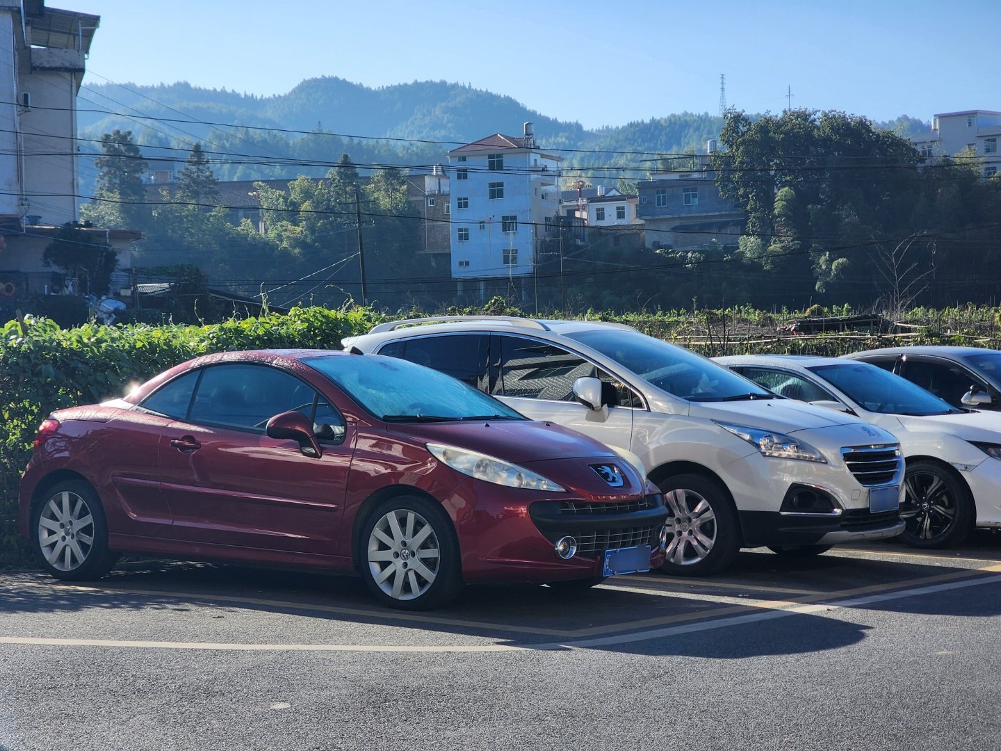 一起晒太阳的短头胖狮🦁和短头小西几🦁 