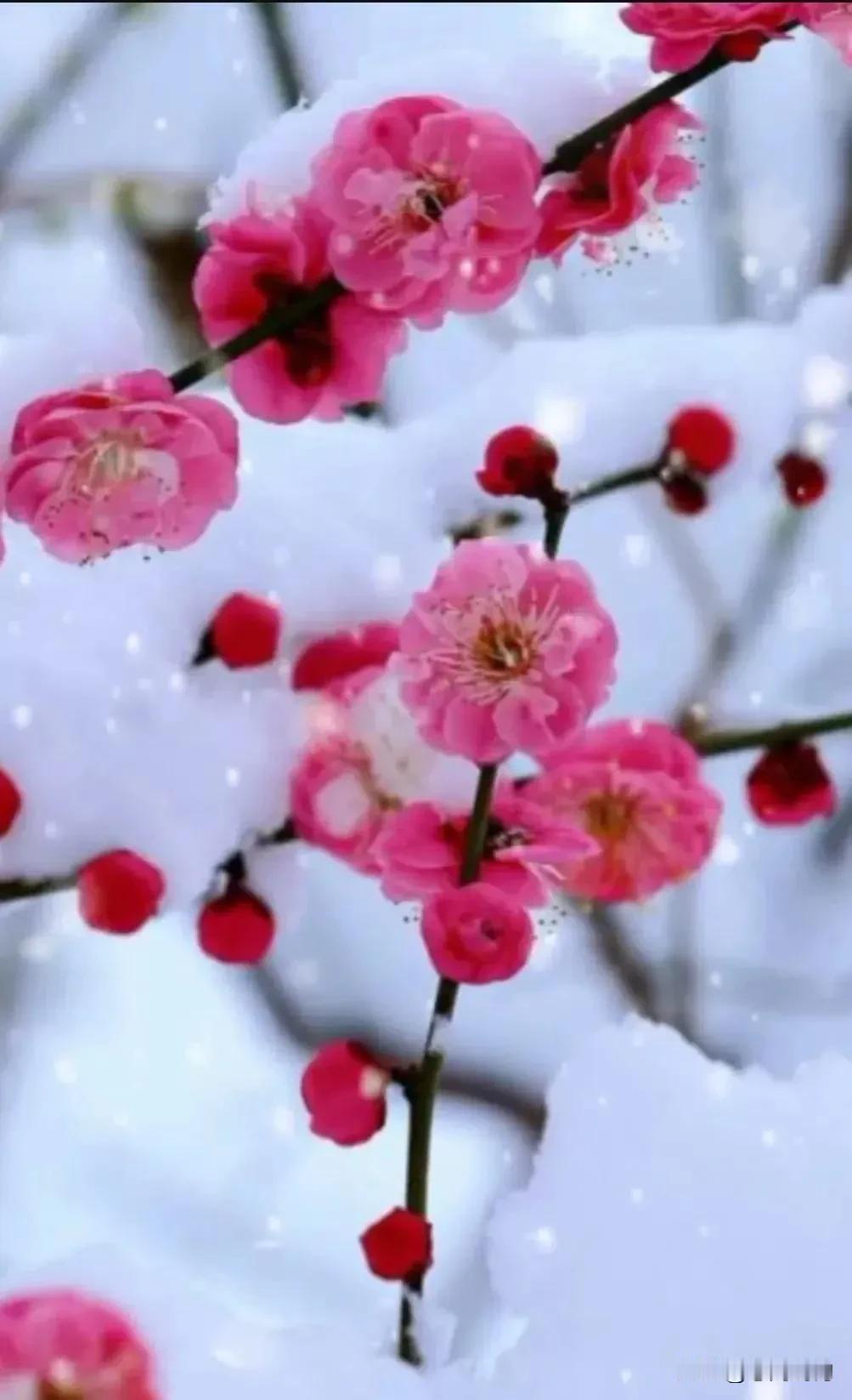 雪落梅花，素手轻抚。天寒心不寒，余岁有清欢