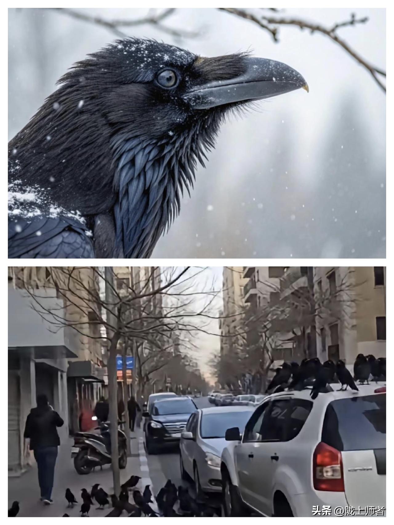 都说鸟为食亡？这么多乌鸦突然出现在特拉维夫难道是想找食物？