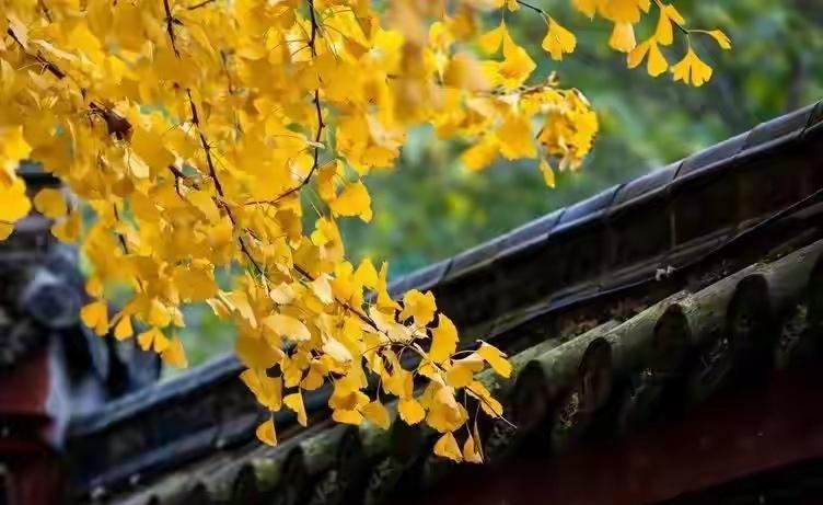 大理古城秋吟银杏
              （张树忠）
     吾本鹤庆人氏