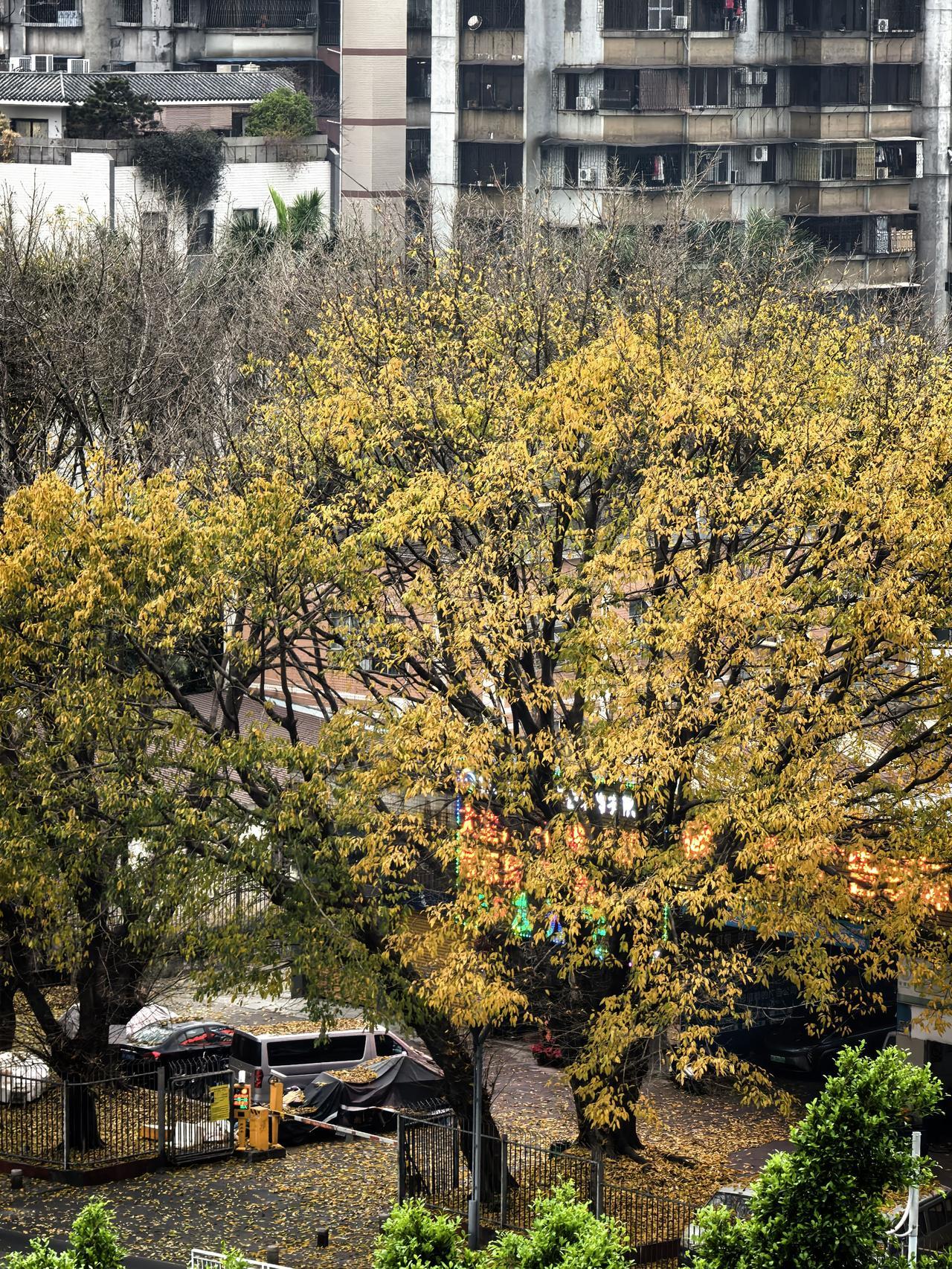 春节后，广东的落叶季节又到了！

又到广东一年一度的落叶🍂季节了！

可能很多