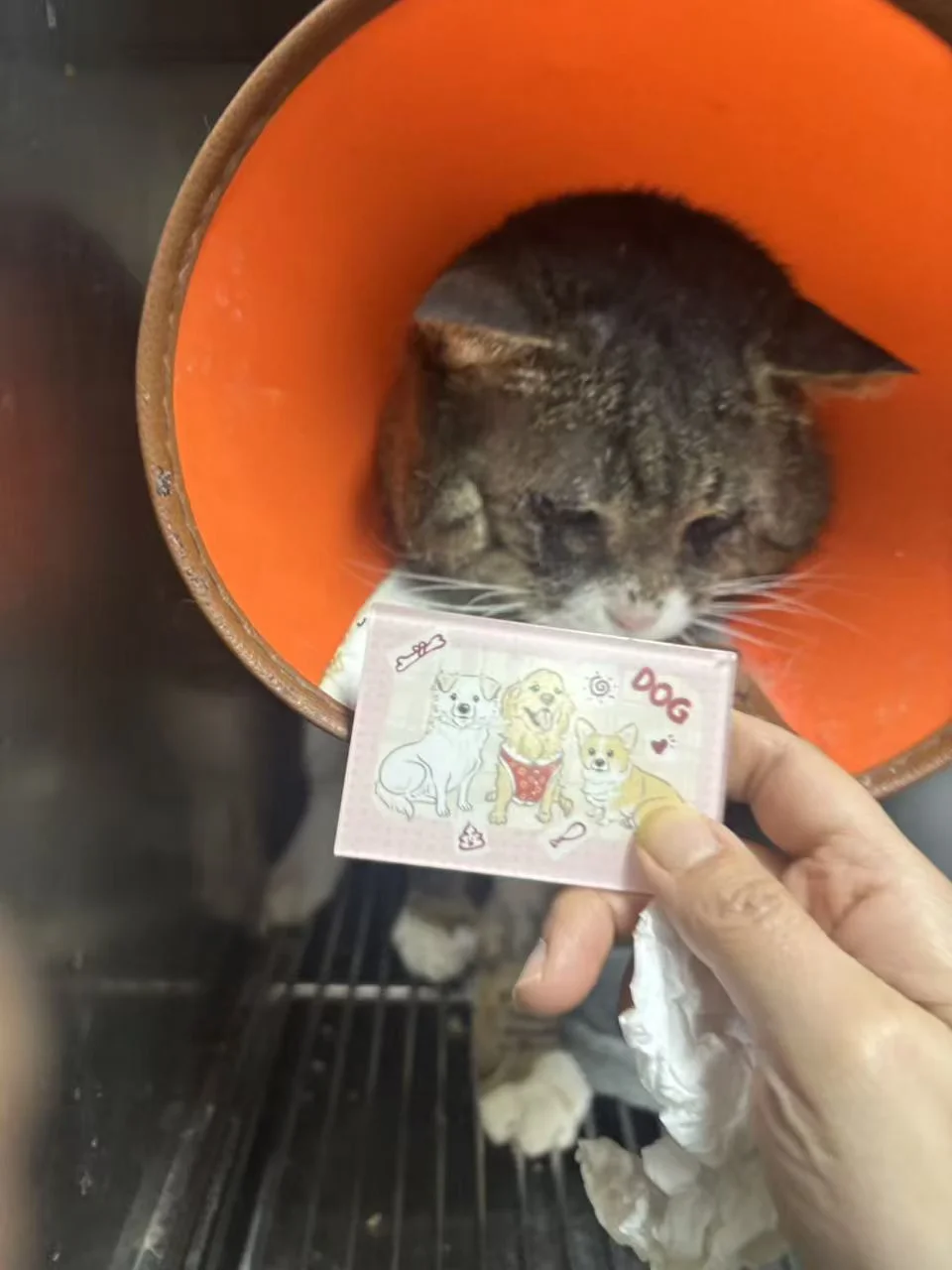 胖海参紧急卖货赚住院费