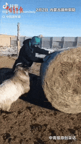 2月3日，内蒙古，一牧民带着一只羊在草场收拾草卷，没想到，这只羊竟帮着牧民一起推