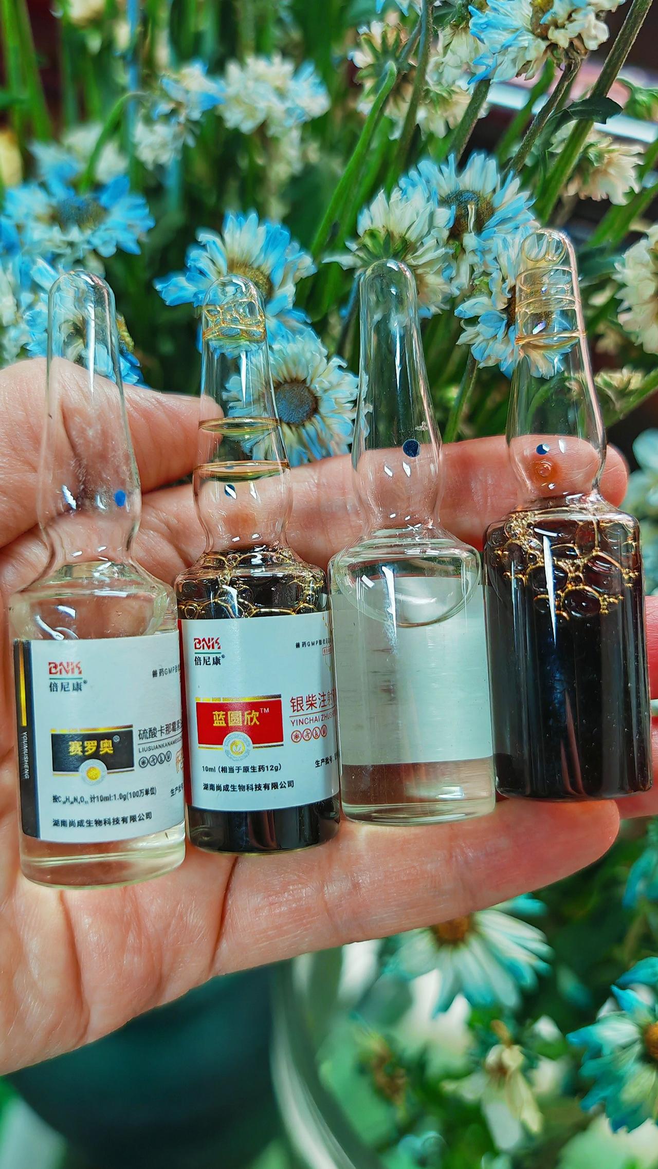 养羊人 农村养羊