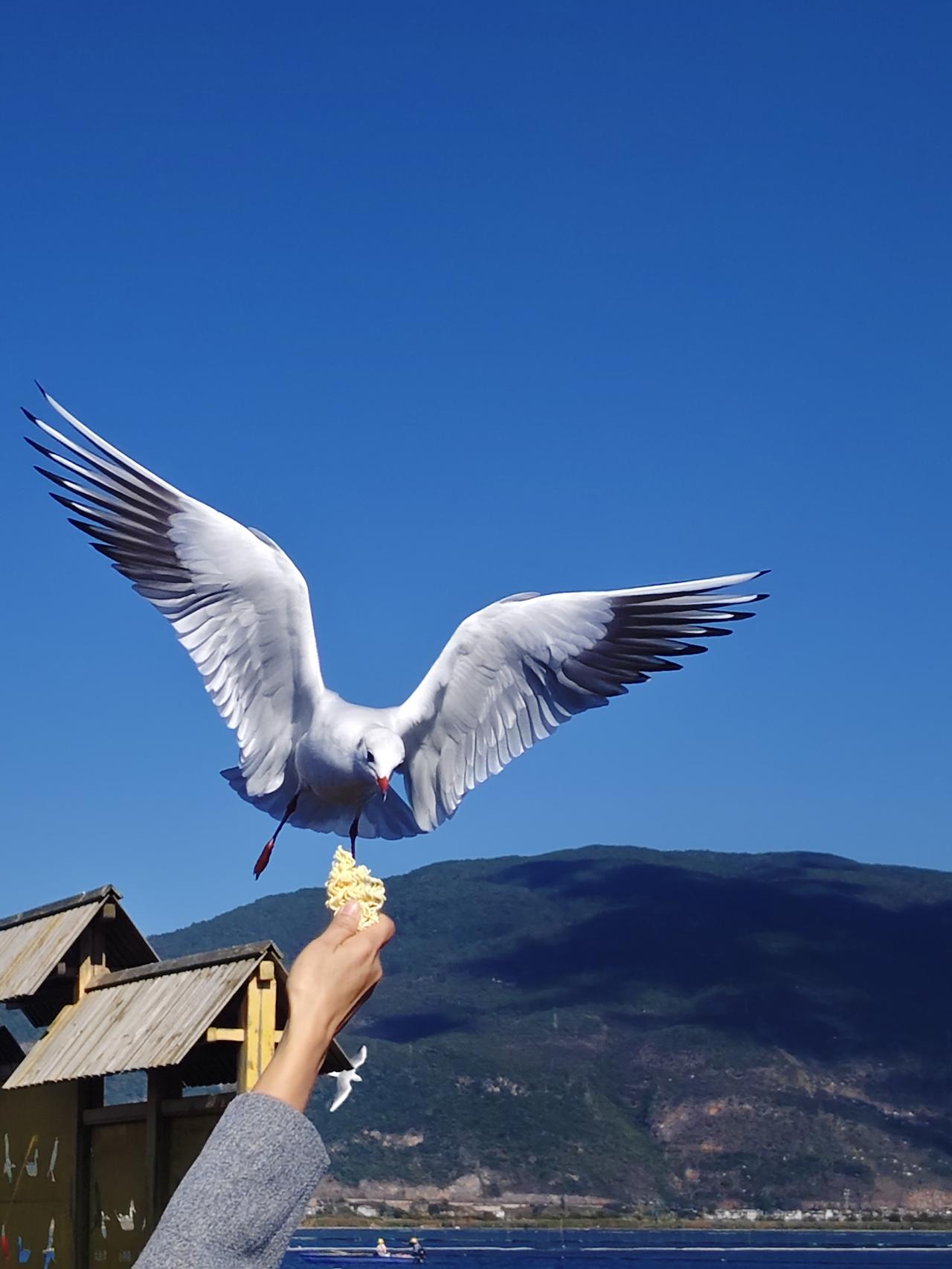 异龙湖上的红嘴鸥
曾经在昆明的滇池，我们有过投喂红嘴鸥的幸福经历。听说异龙湖也来