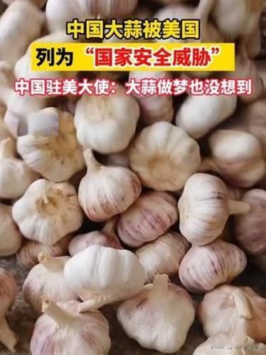 美国为何害怕中国大蒜当中国大蒜被美国列为威胁其国家安全时，大蒜自己做梦都会笑醒，