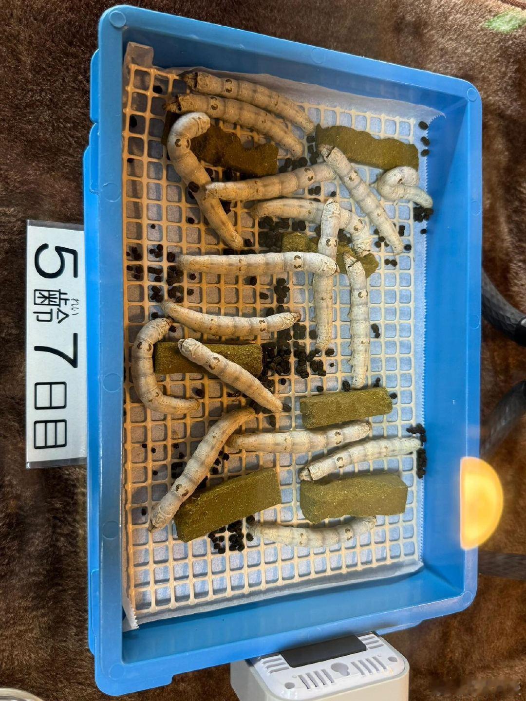 中国人缫丝技术遥遥领先几千年 撒贝宁体验缫丝，亲眼见证一根蚕丝能绵延上千米，这也