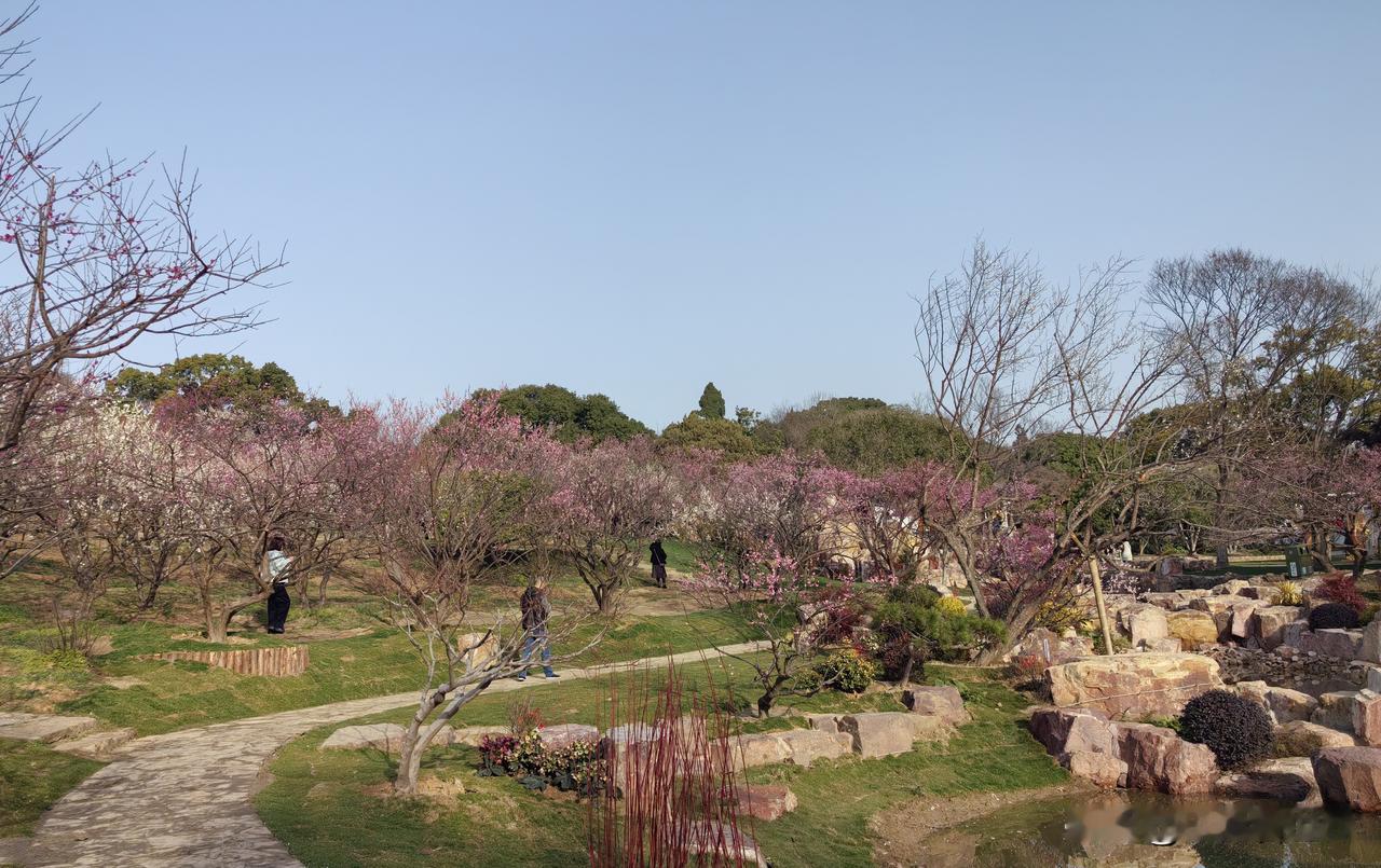 春天从梅园开始，今天带着老妈来赏花——

距离我们这里才14公里，无锡梅园是一座