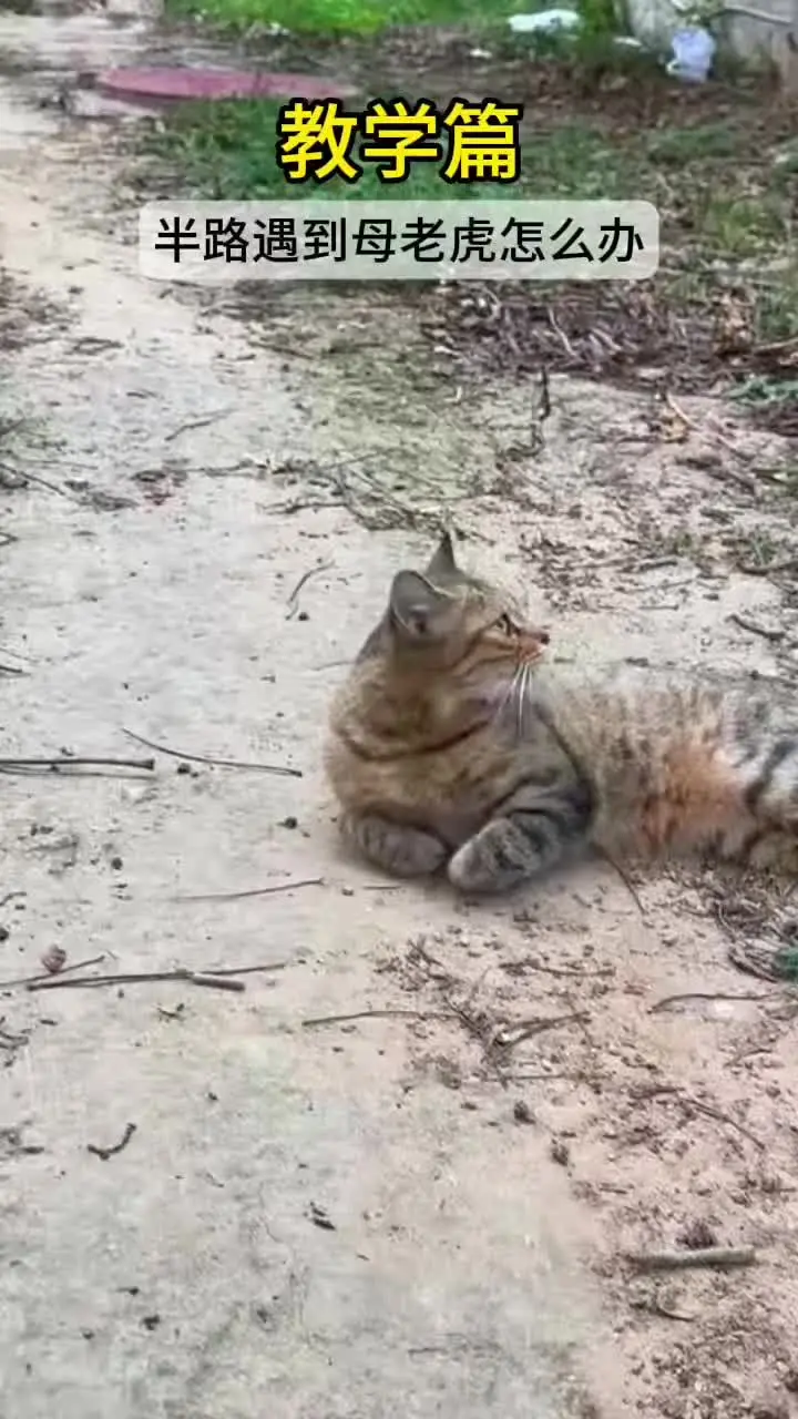 🐶：我外卖到了