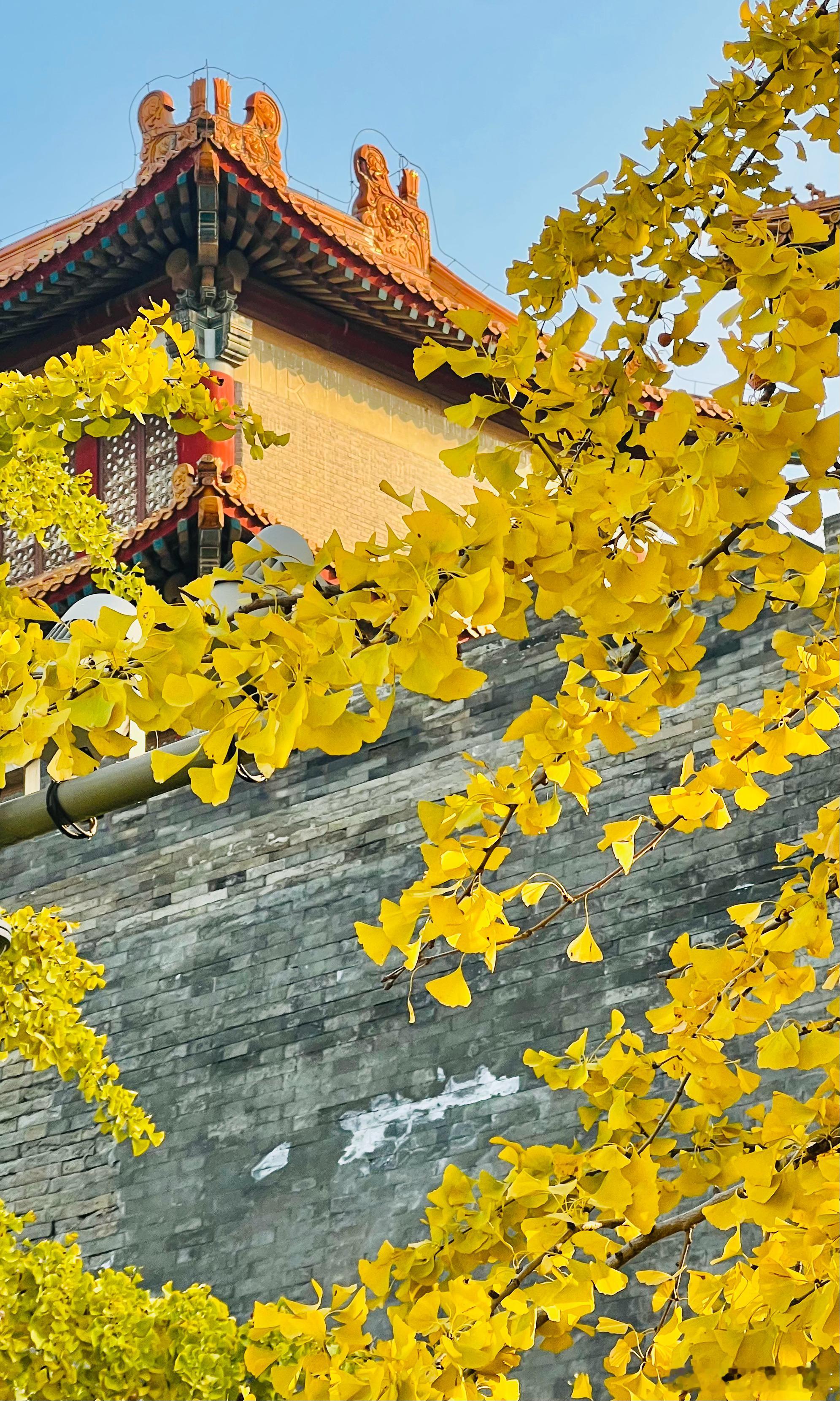 故宫 西南交楼 银杏金黄摄影用镜头定格北京最美之秋 ​​​