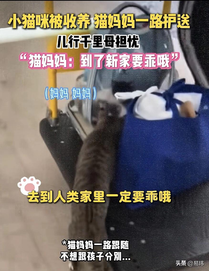 泪目了！一只流浪猫妈妈一直在外风餐露宿的流浪，这期间它生了一只小猫，后来它的孩子