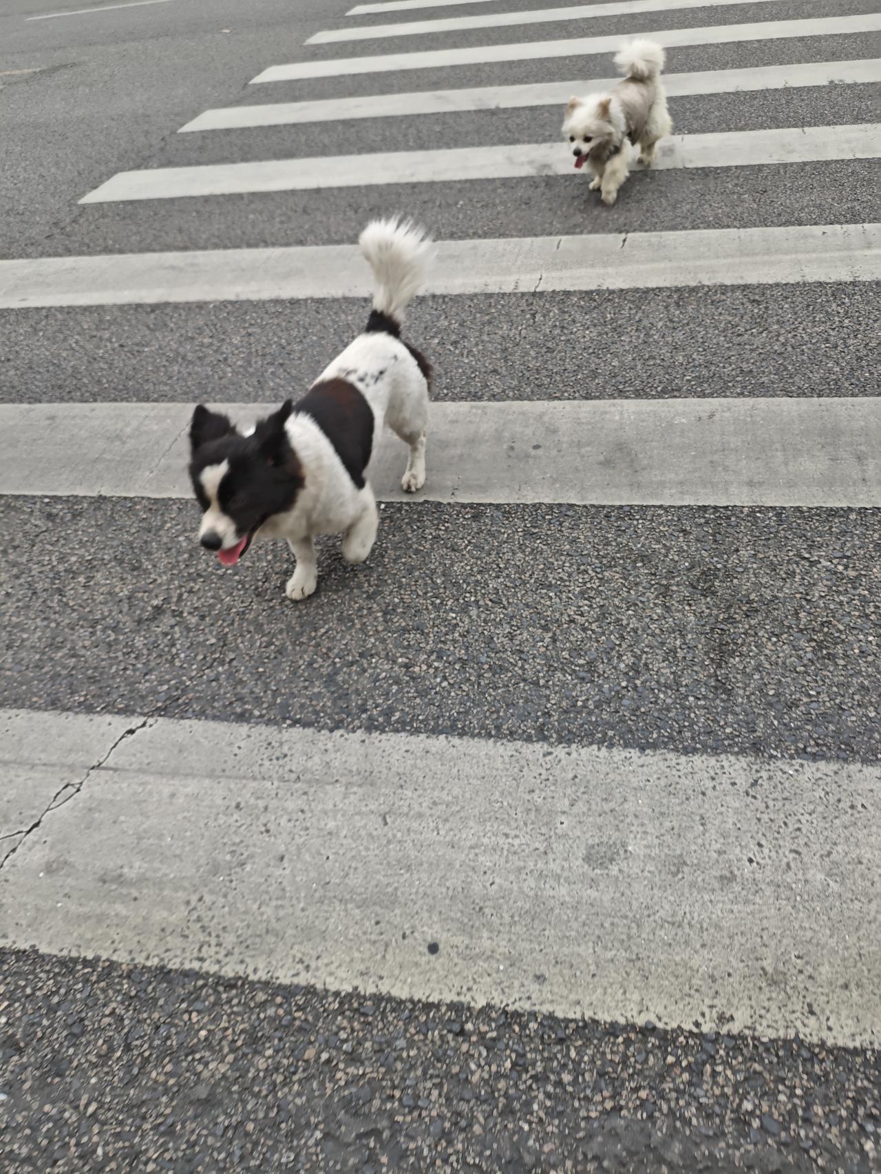 分享一张你无意间拍的照片无意间拍到了二只小狗狗，一前一后地在慢慢走，太可爱了