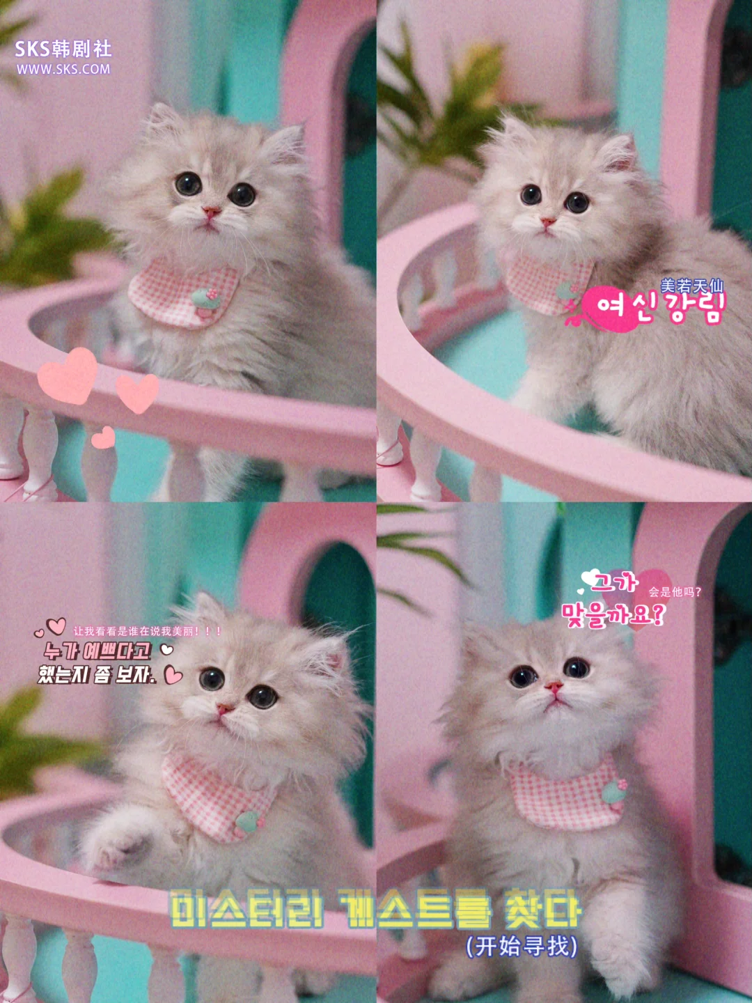 二次元里出来的梦幻小猫｜蓝金长毛｜上海猫舍