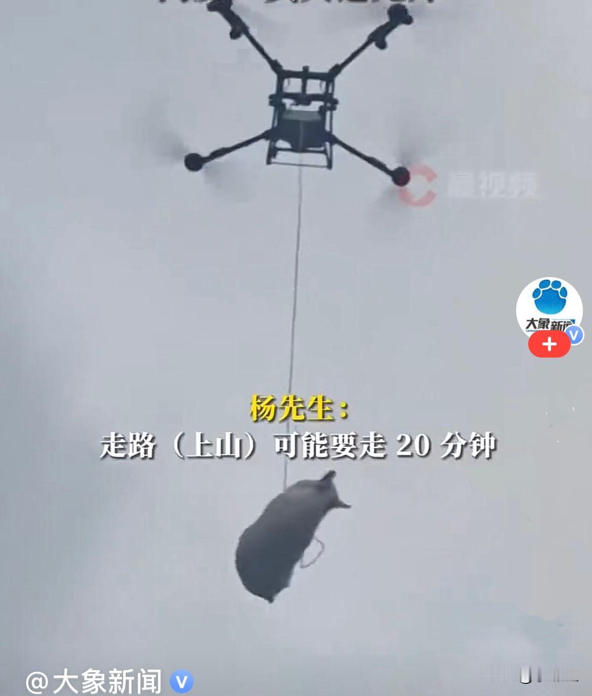 近日，广西百色的杨先生竟用无人机吊运重180斤重的活猪，不然靠人力搬运需要20分