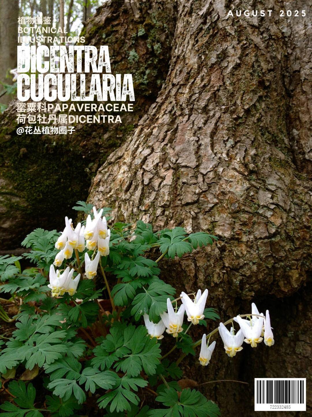 马裤花Dicentra cucullaria